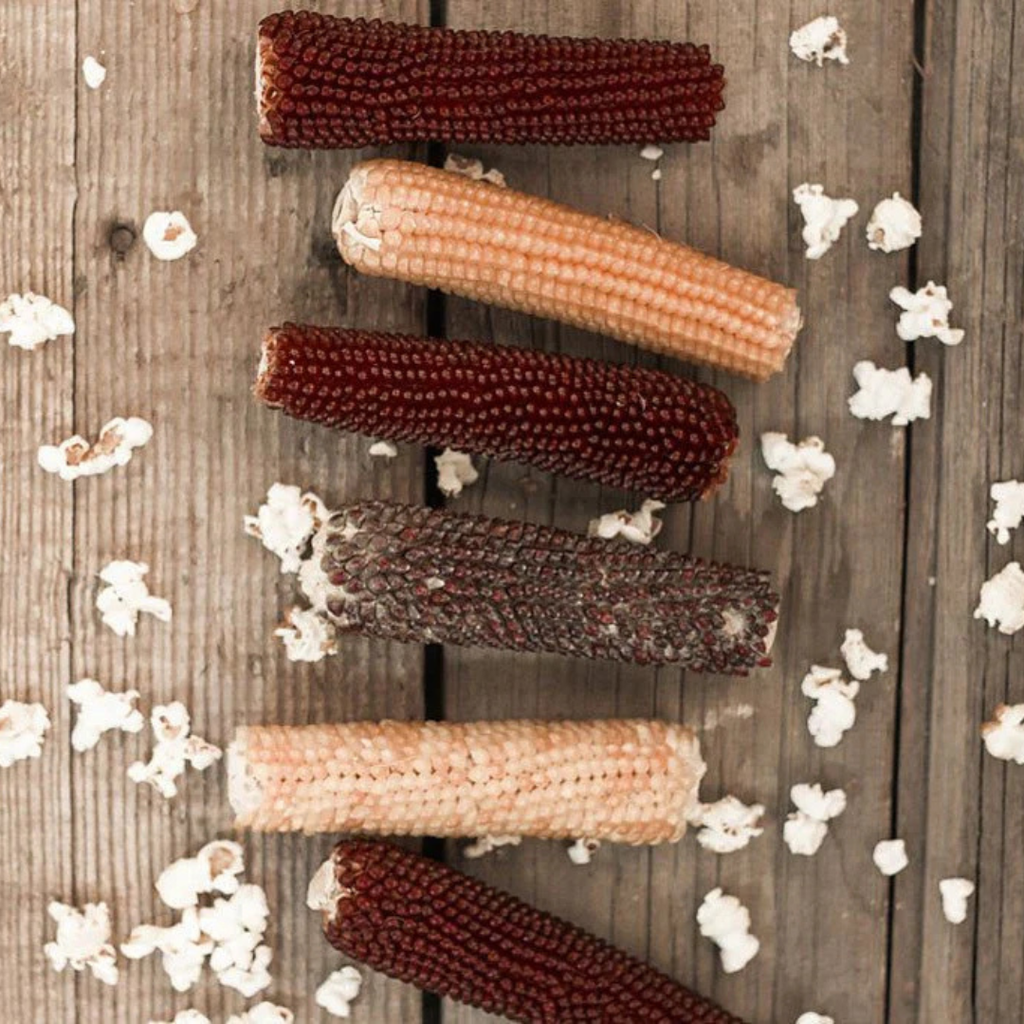 Microwave Popcorn on the Cob  - Hand-Harvested & Burlap