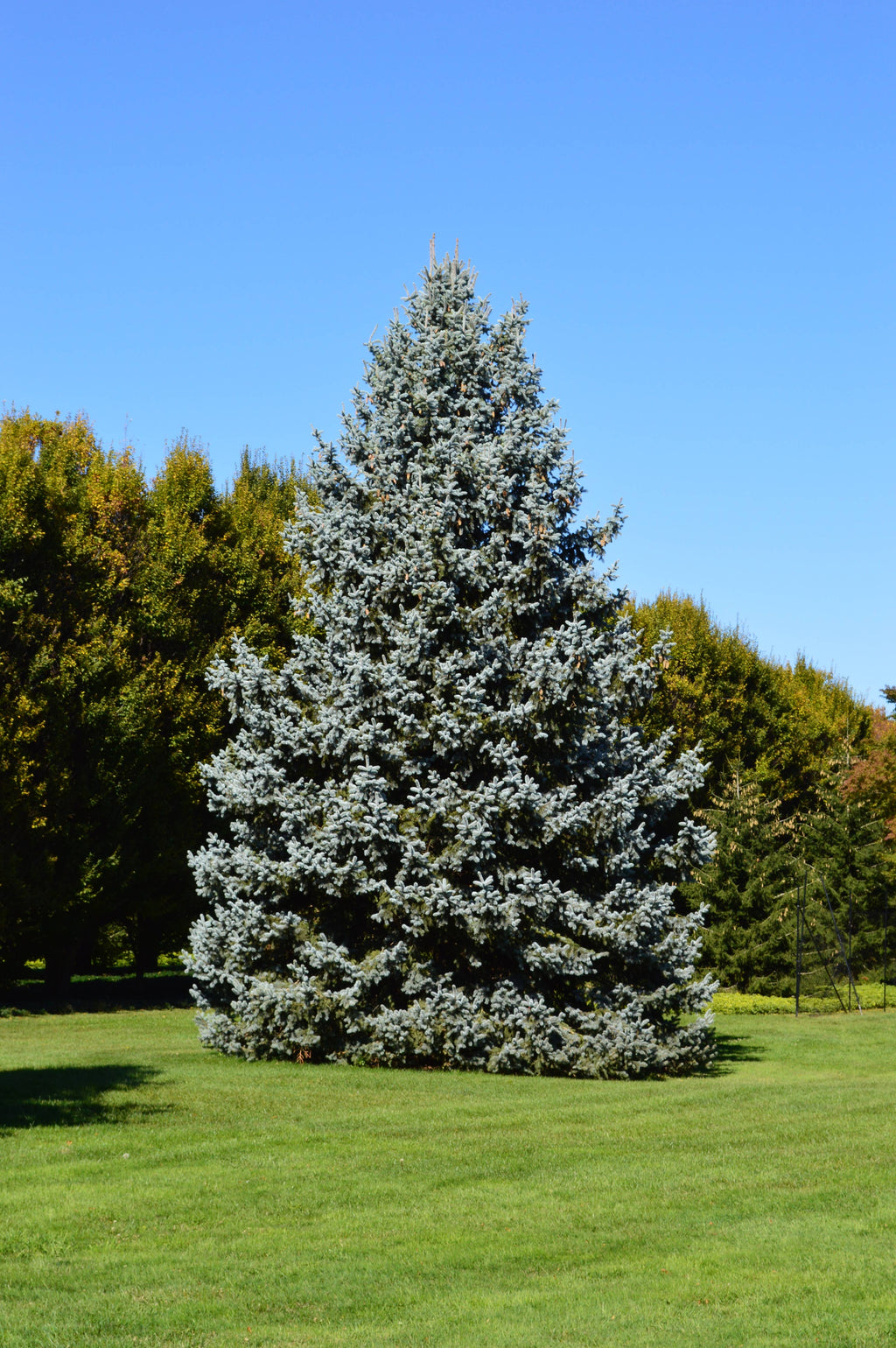 Blue Spruce | Seed Grow Kit