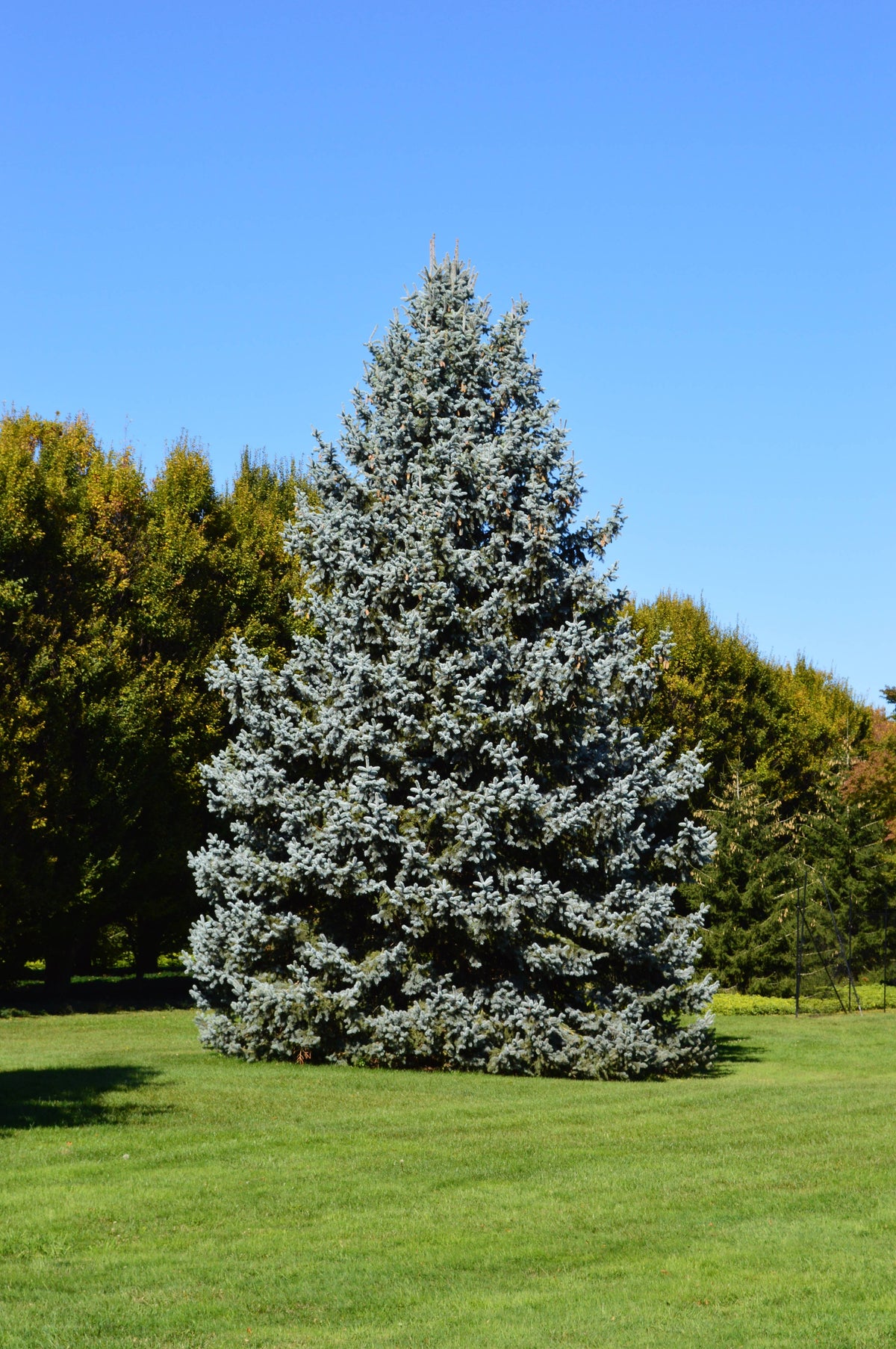 Blue Spruce | Seed Grow Kit