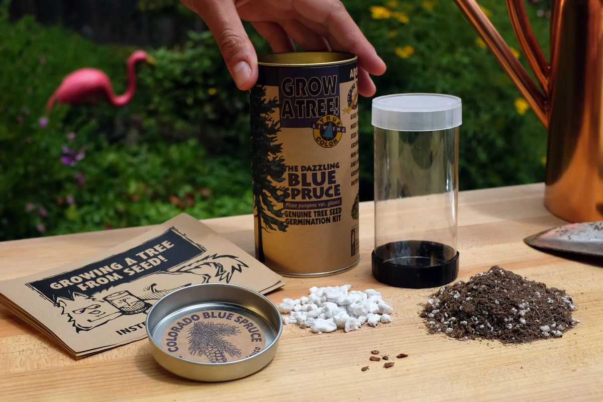 Blue Spruce | Seed Grow Kit