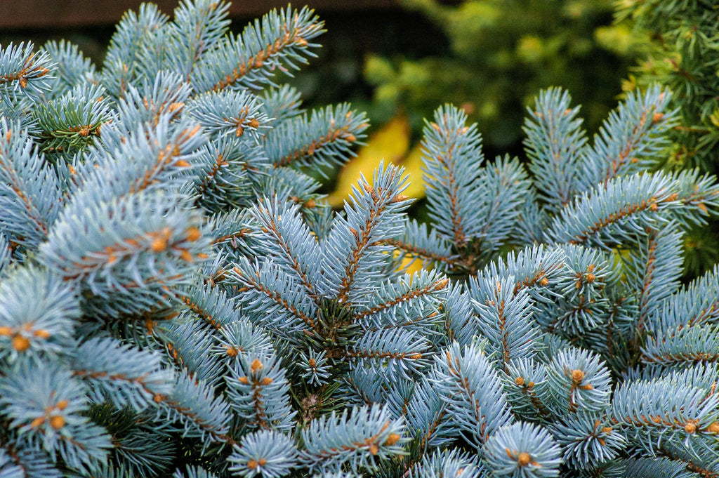 Blue Spruce | Seed Grow Kit
