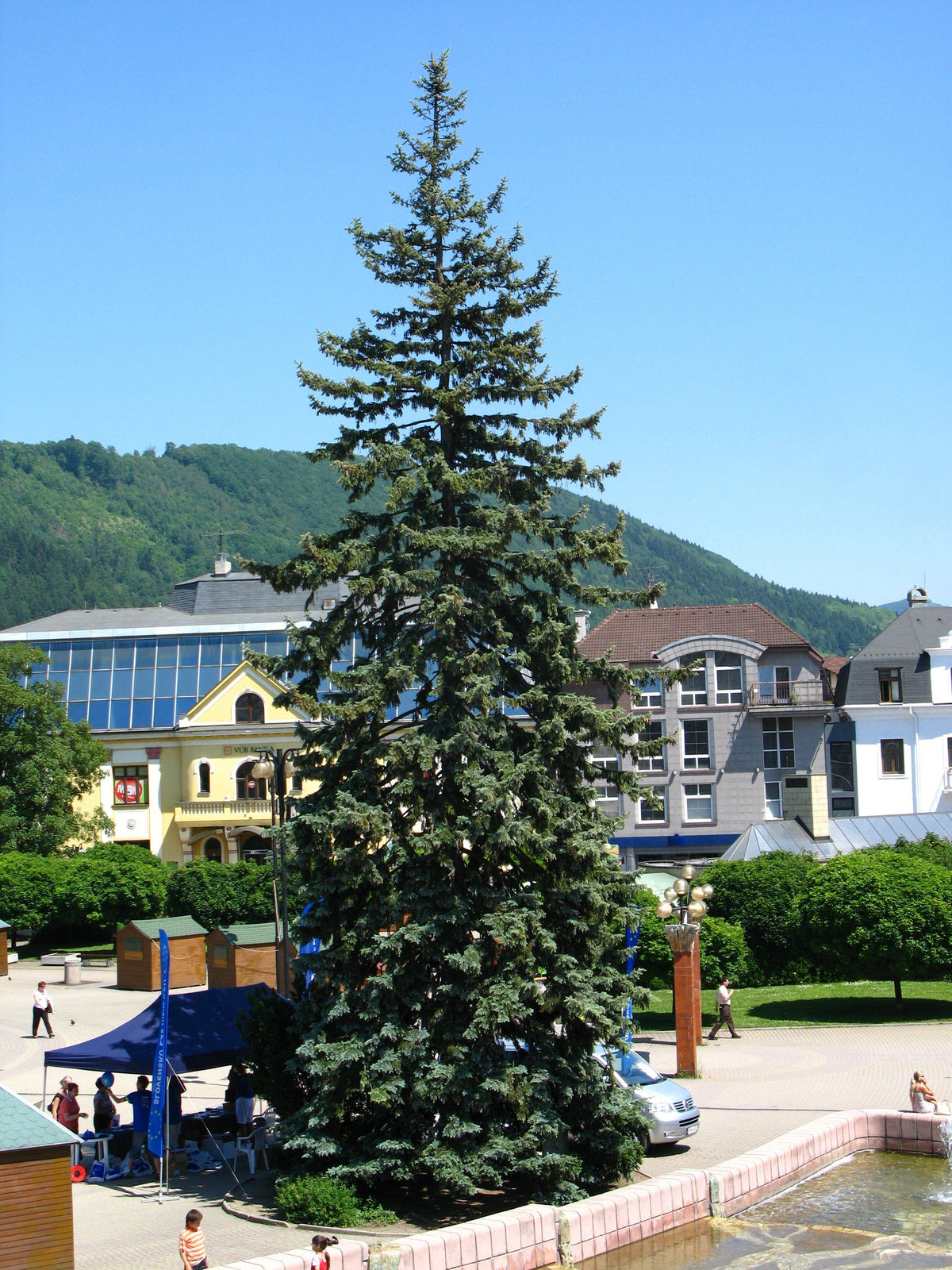 Blue Spruce | Seed Grow Kit