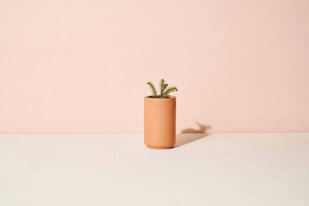 Terracotta Kit - Spruce